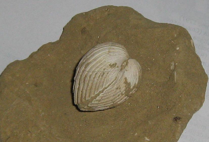 Acanthocardia echinata (Linn, 1758) - pliocene - Toscana